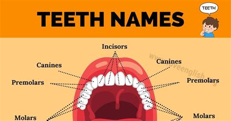 Teeth Names: 4 Different Types of Human Teeth and their Functions ...