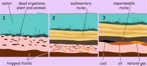 The importance of the fossils and the suitable conditions for the ...