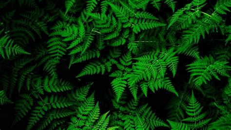 Green Leaves Desktop Wallpapers - Top Free Green Leaves Desktop ...