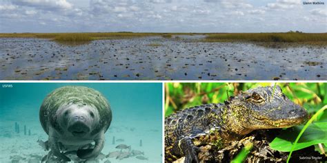 Restoring America's Everglades - The National Wildlife Federation Blog