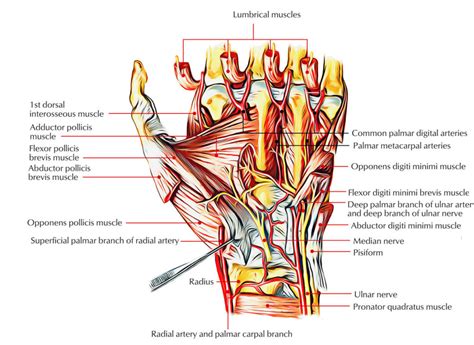 Easy Notes On 【Intrinsic Muscles of the Hand】Learn in Just 3 Mins ...