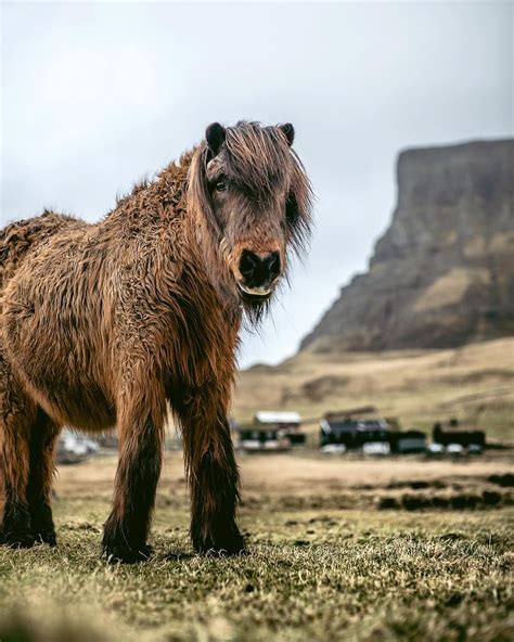 Jeff Spackman on Instagram: “Half horse, half bear, tame as a puppy. I ...