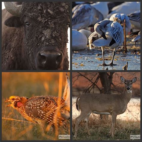 The native animals of Kansas | Prairie, Animals, Whitetail deer