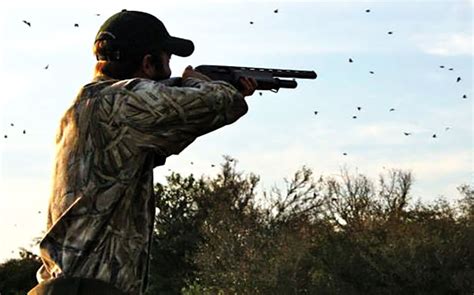 Dove, Quail & Duck Hunting Photos - Jason Catchings Outdoors