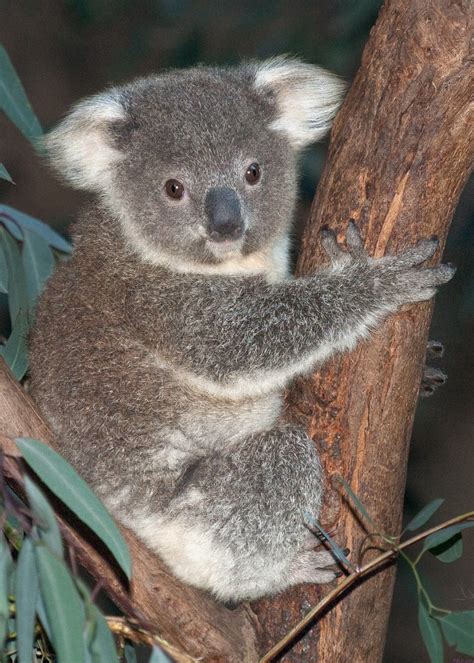 Baby Koala Debuts at the L.A. ZOO – PetLvr Archives