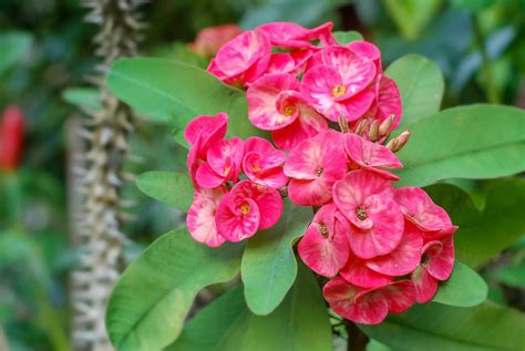 Euphorbia: Plant Care & Growing Guide