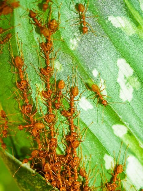 Red Ants Free Stock Photo - Public Domain Pictures