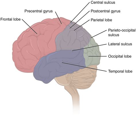 Telencephalon – Anatomy and Function of the Cerebrum