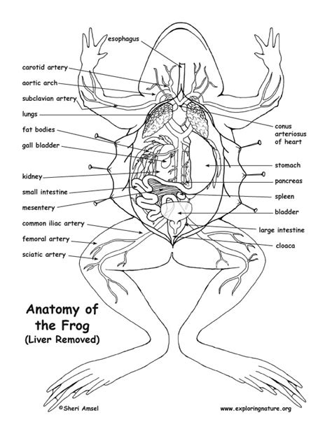 Frog Dissection Diagram | Quizlet