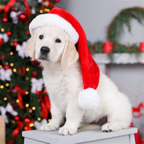 Merry Christmas! Golden retriever puppy. #goldenretrievers | Christmas ...