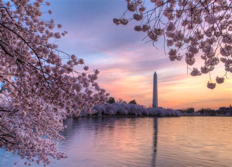 Best of the 2019 Cherry Blossom Festival: Washington, DC