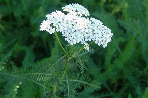 Achillea millefolium