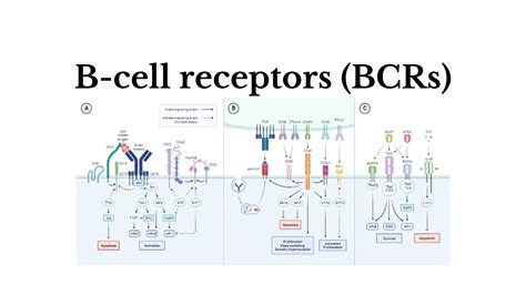 B Cell Receptor