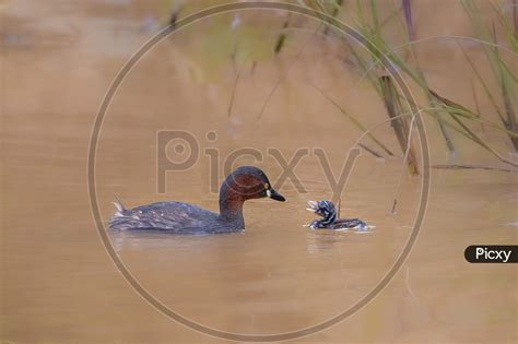 Image of Little grebe-MZ144429-Picxy