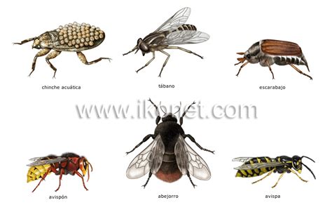 Diccionario Visual | Animal kingdom, Insects, Animals