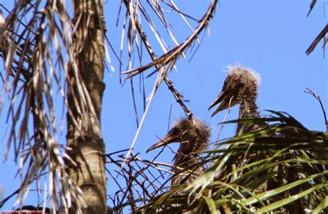 Beautiful birds in Bac Lieu - Vietnam Visa Services | Landing visa in ...