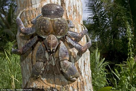 Hoooly Crab! Meet The Largest Land Arthropod - Seasia.co