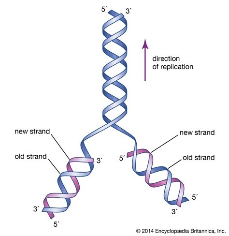 Simple Dna Replication Diagram