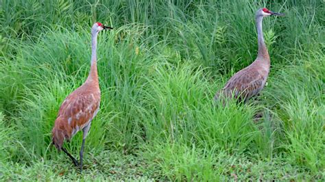 Sandhill Cranes | RegenAxe