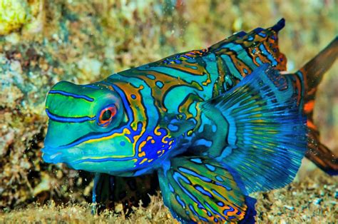 Top 10 Most Beautiful Colorful Fish Types | Pouted.com