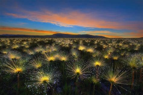 Winning photos from the International Garden Photographer of the Year ...