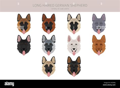 German Shepherd: Coat Colors Poster | ubicaciondepersonas.cdmx.gob.mx