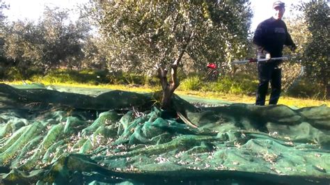 Olive Tree Harvest 2013-14 Season Greece - YouTube