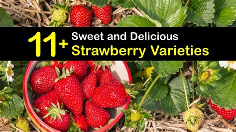 11+ Sweet and Delicious Strawberry Varieties