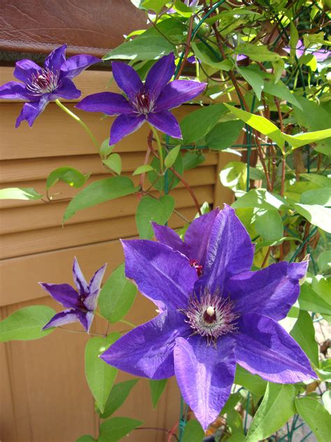 How to Grow Clematis Plants Successfully | Clematis plants, Plants ...