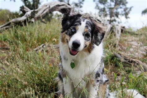 Are Border Collies And Australian Shepherds Similar