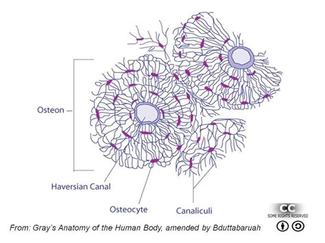 Osteocytes Diagram