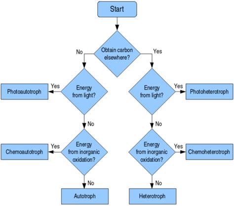 Autotroph vs Heterotroph - Difference and Comparison | Diffen