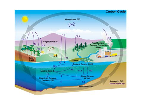 What Is the Carbon Cycle? Photosynthesis, Decomposition, Respiration ...