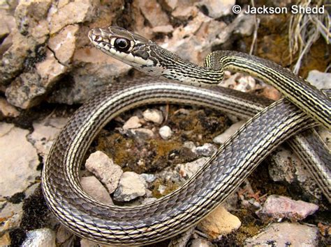 Desert Striped Whipsnake - Coluber taeniatus taeniatus