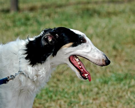 Borzoi 3 - Pet Paw