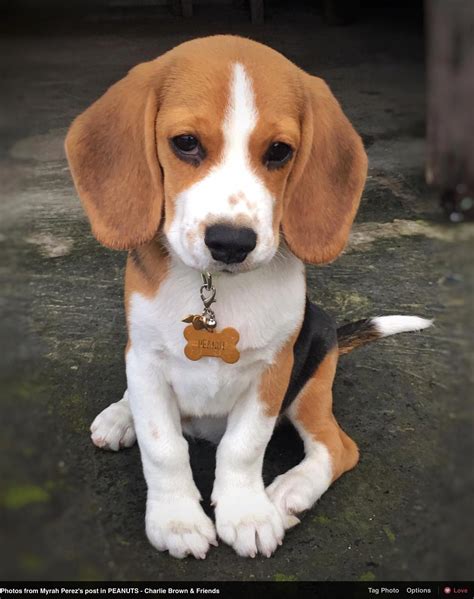 Beagle – Friendly and Curious (With images) | Cute beagles, Beagle ...