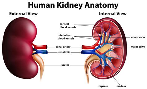 Diagram showing human kidney anatomy 295196 Vector Art at Vecteezy