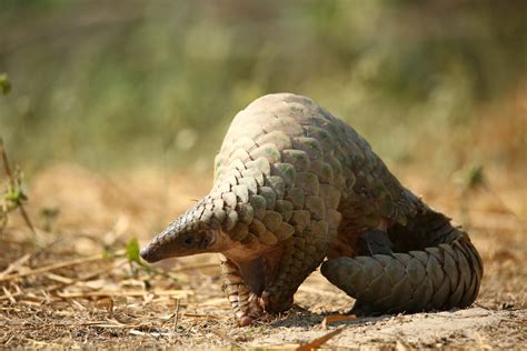 Tracing The Journey Of The Most Trafficked Mammal, Pangolin - Wildlife SOS