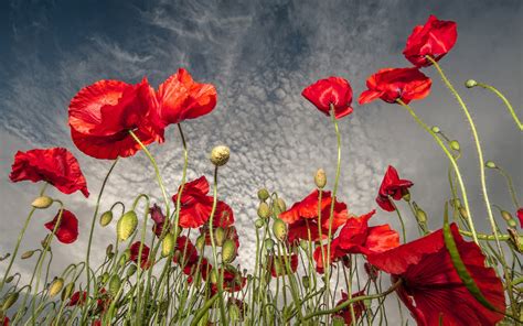 Wallpaper : 1920x1200 px, clouds, field, flowers, poppies, red, sky ...