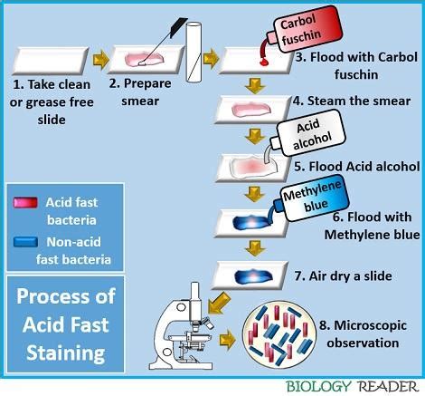 Order the Reagents Used in the Acid-fast Staining Procedure