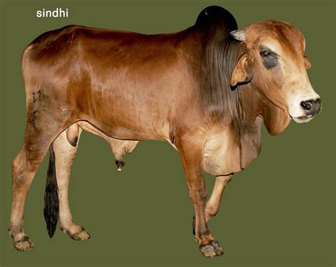 File:Red sindhi cattle.jpg - Biodiversity of India: A Wiki Resource for ...