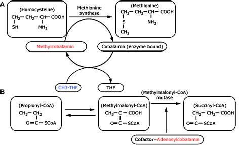 Does Metformin Cause Vitamin B12 Deficiency