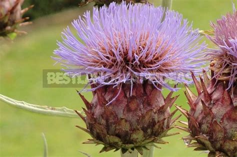 How to Plant and Care for Cynara - Artichoke. Varieties - Best ...