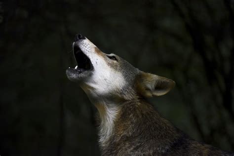 Red Wolf Conservation in the Spotlight — Reflection Riding ...