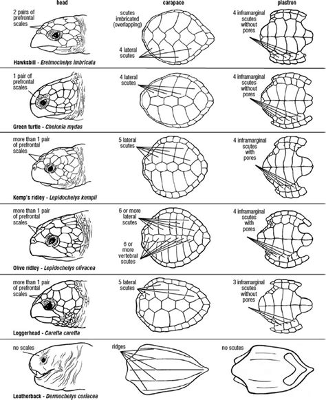 Scute patterns and shell morphology of the 7 sea turtle species ...