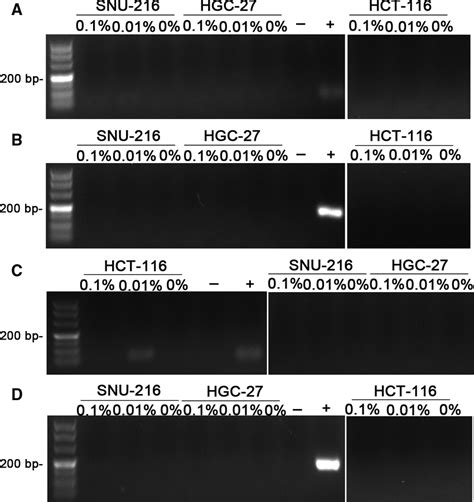 PCR assay results after 48 h and 72 h. Nested PCR assay results when ...