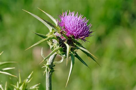 File:Milk thistle flowerhead.jpg - Wikipedia