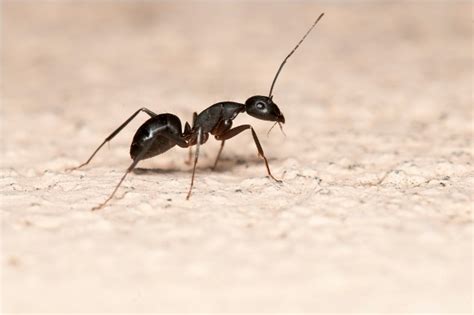 Are Ants Beneficial Insects?