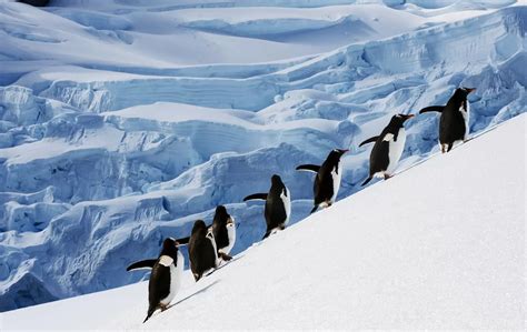 Antarctica Wildlife & Travel Guide - Tips & Where to See Penguins ...