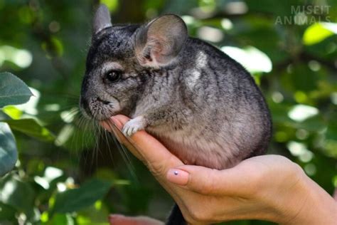 14 Chinchilla Colors: What Colors Can Chinchillas Be?